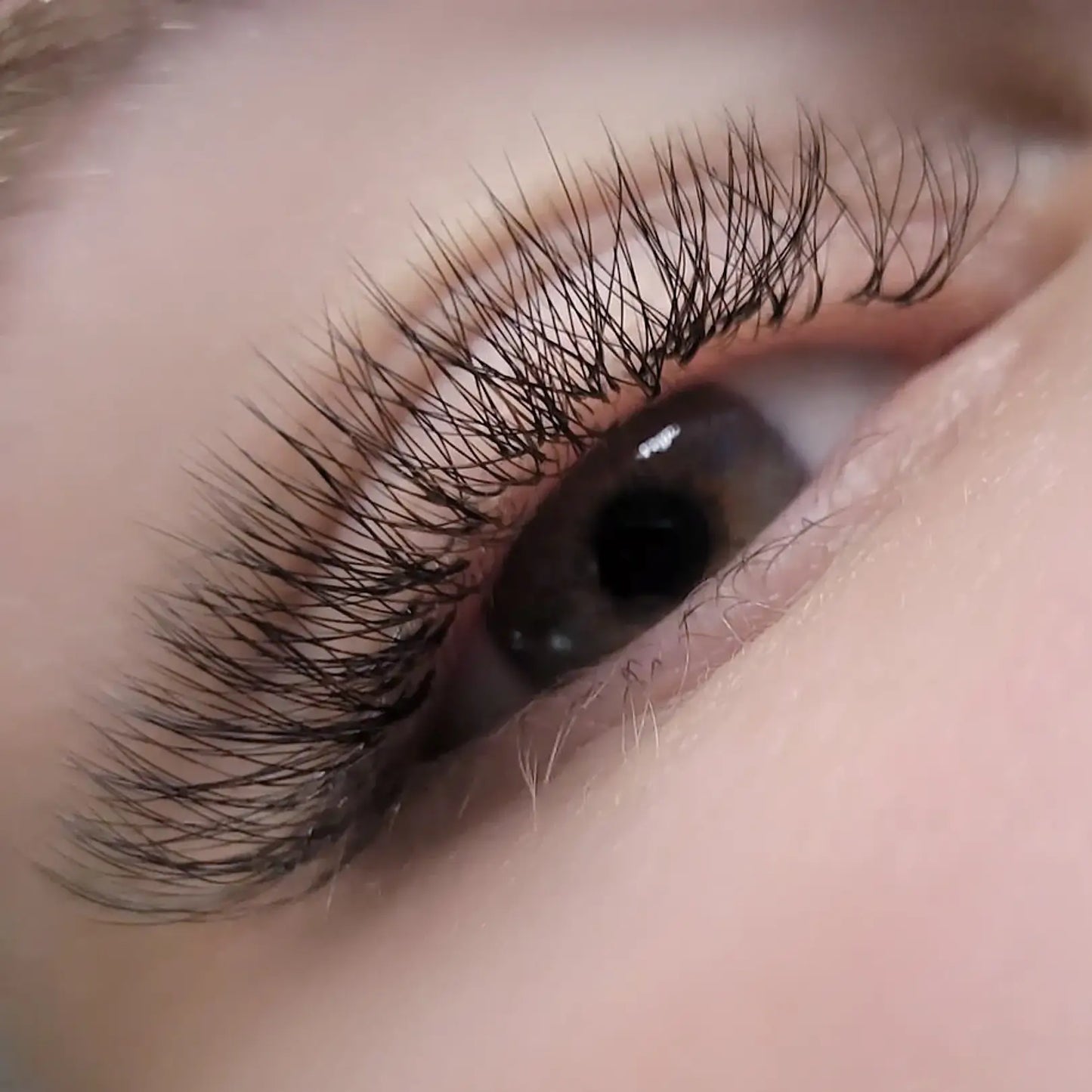 W Shape 3D Volume Eyelash Extensions
